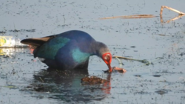 gråhodesultanhøne - ML649268768