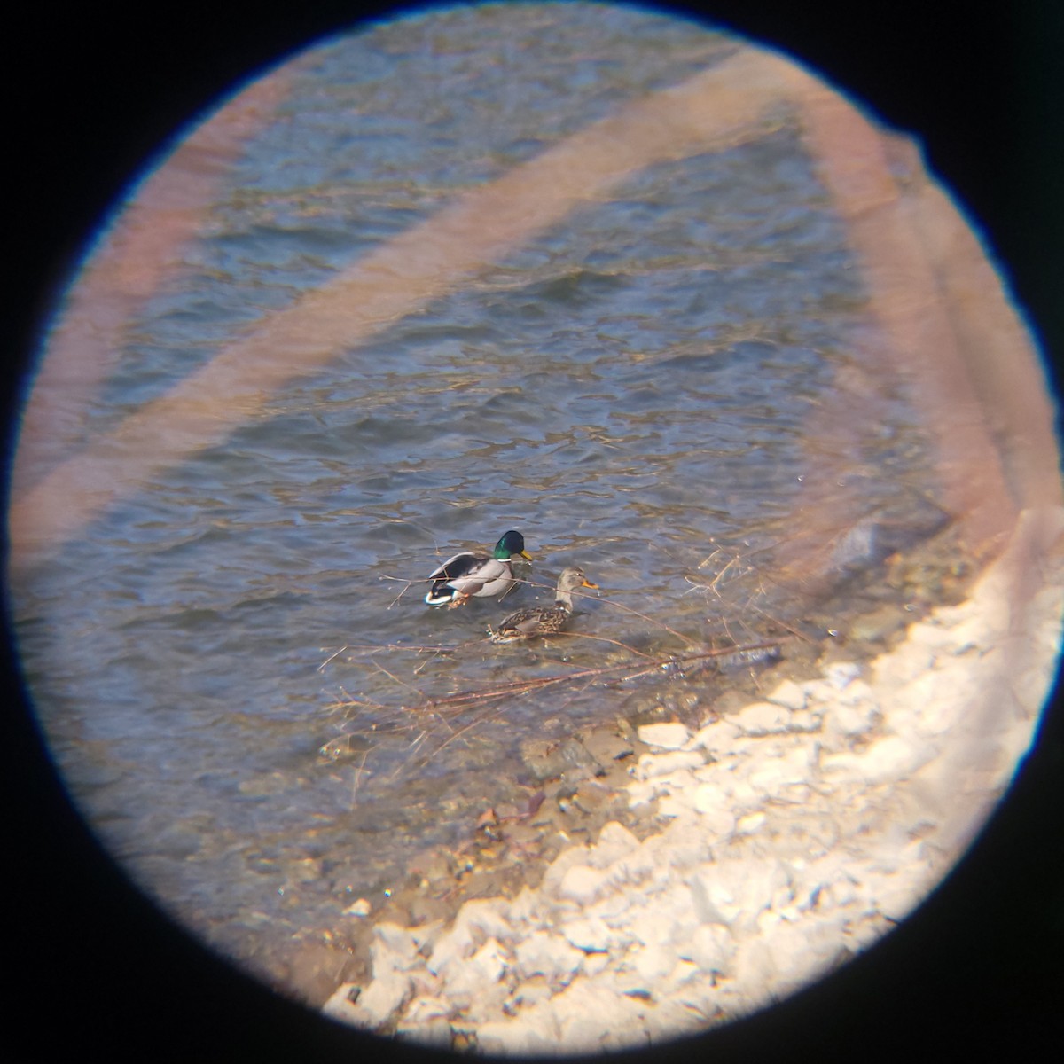 Mallard - ML649268769