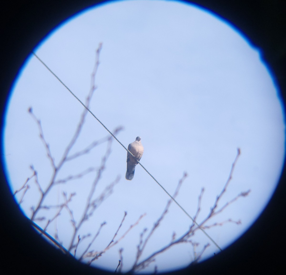 Oriental Turtle-Dove - Dusky Thrush《Zylex47》
