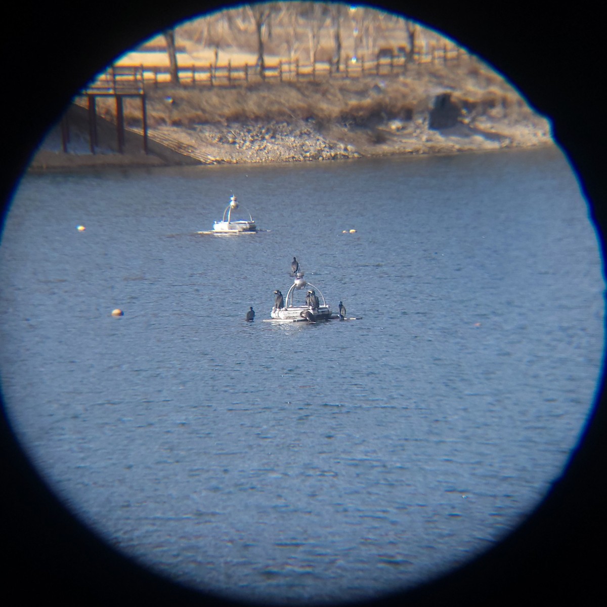 Great Cormorant - ML649268776