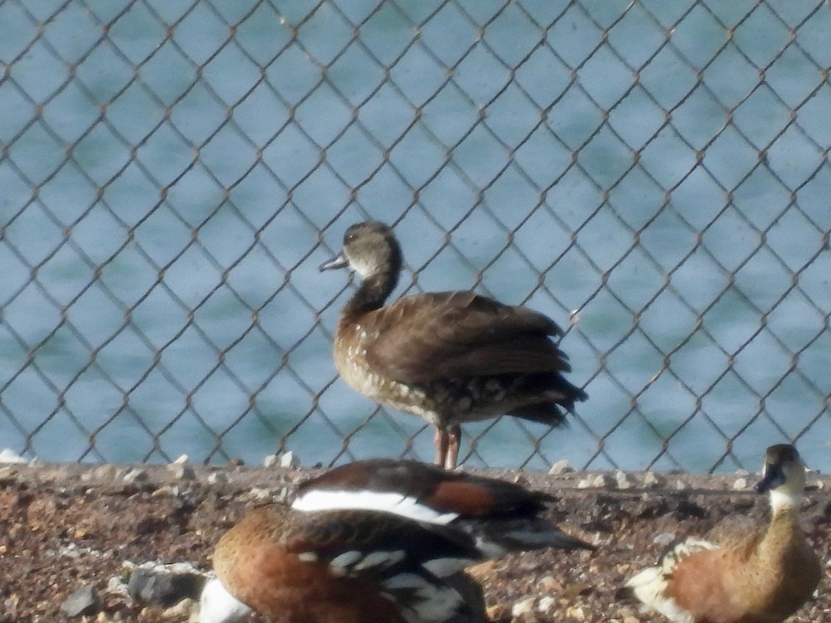 Spotted Whistling-Duck - ML649268777