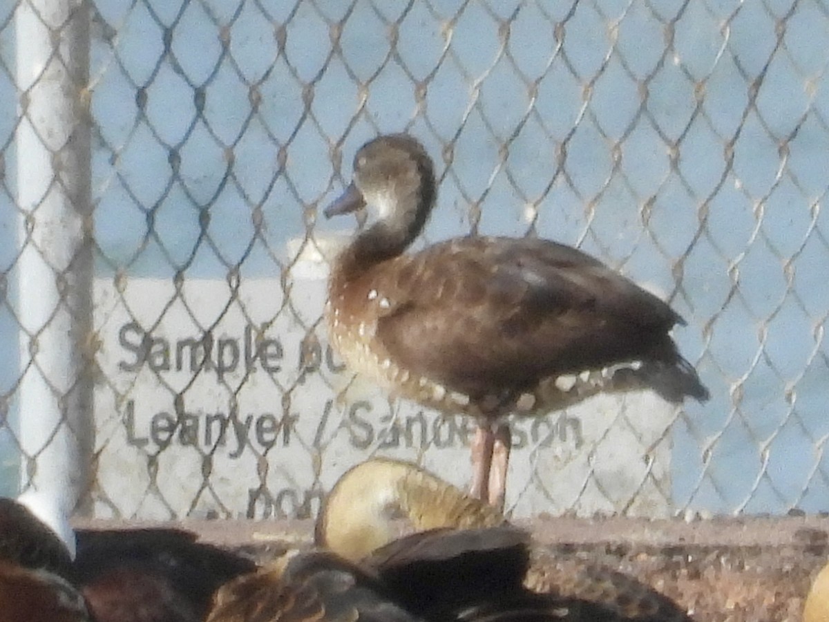 Spotted Whistling-Duck - ML649268778