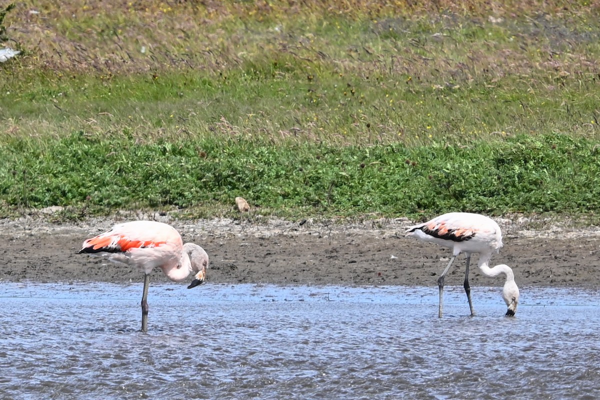 Chilean Flamingo - ML649268781