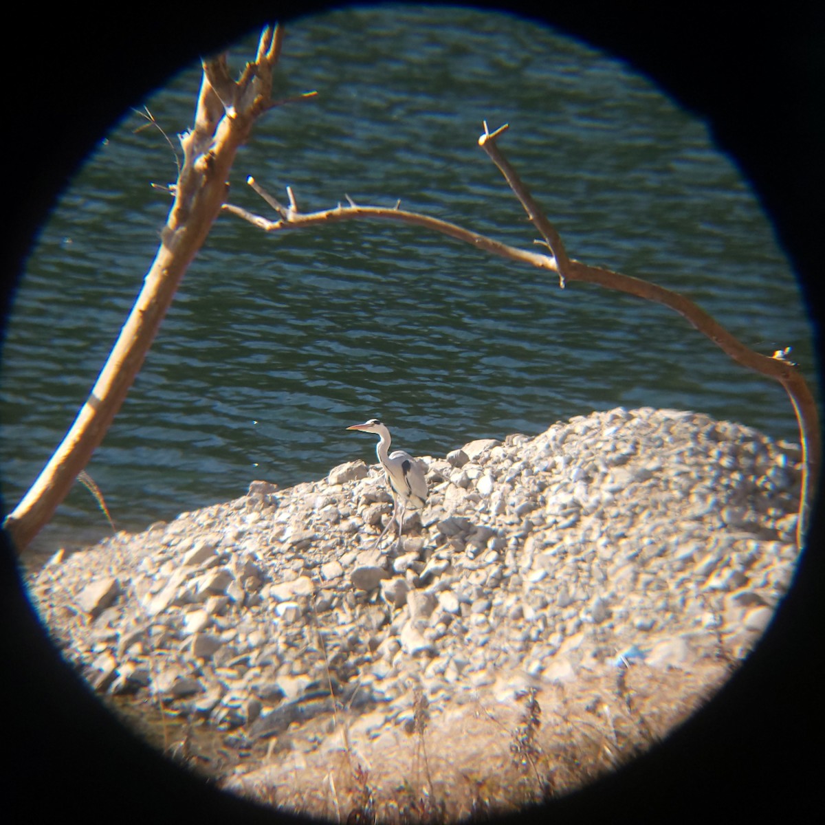 Gray Heron - ML649268783