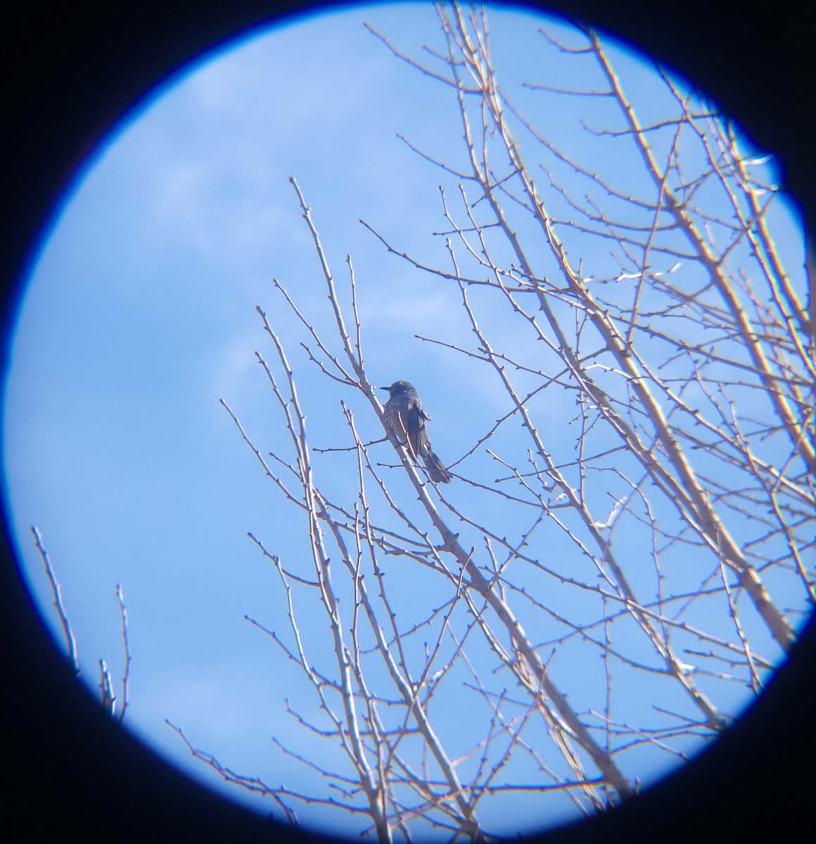 Brown-eared Bulbul - ML649268791