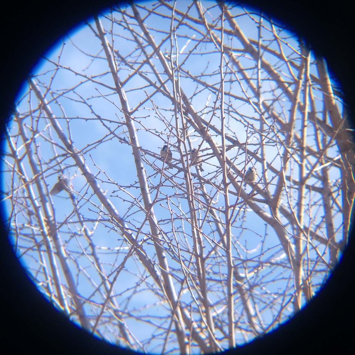 Eurasian Tree Sparrow - ML649268796