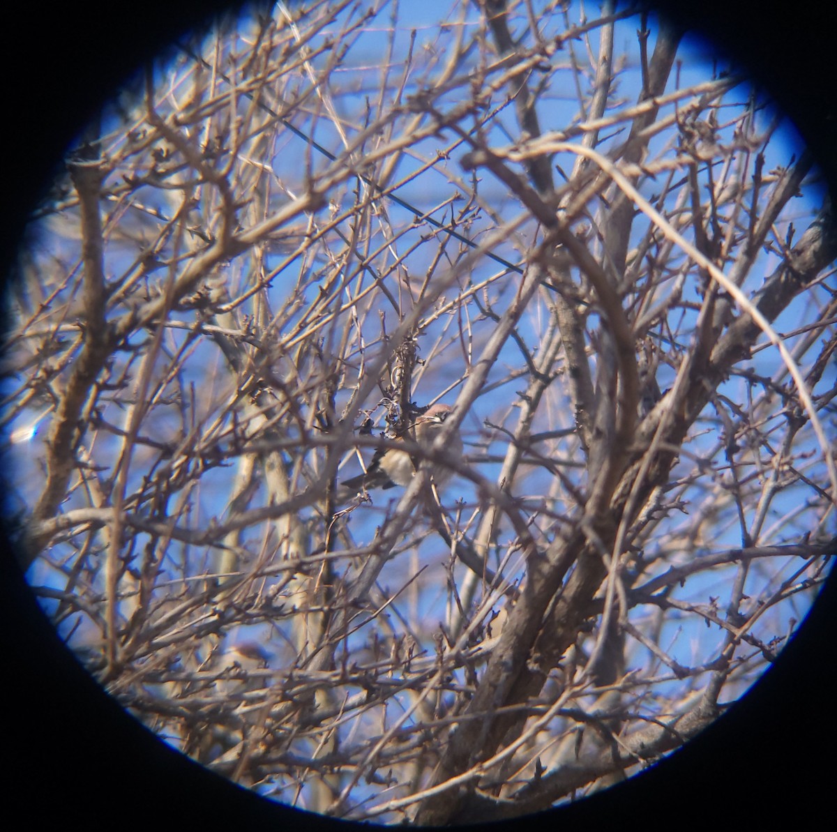 Eurasian Tree Sparrow - ML649268797