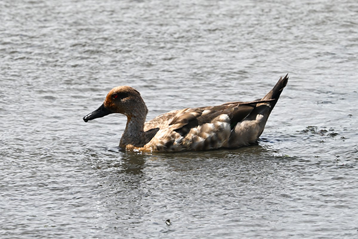 Crested Duck - ML649268799