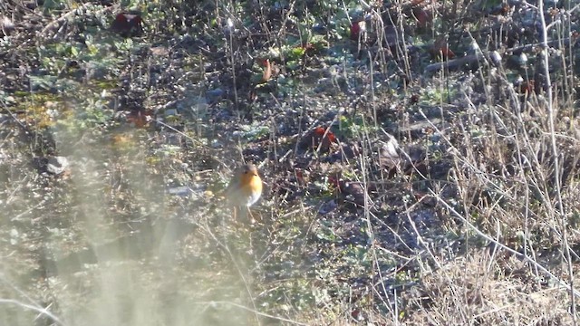 rødstrupe - ML649268812