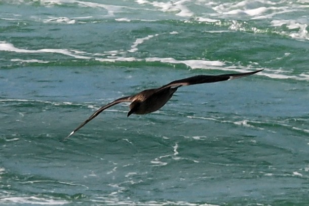 Chilean Skua - ML649268875