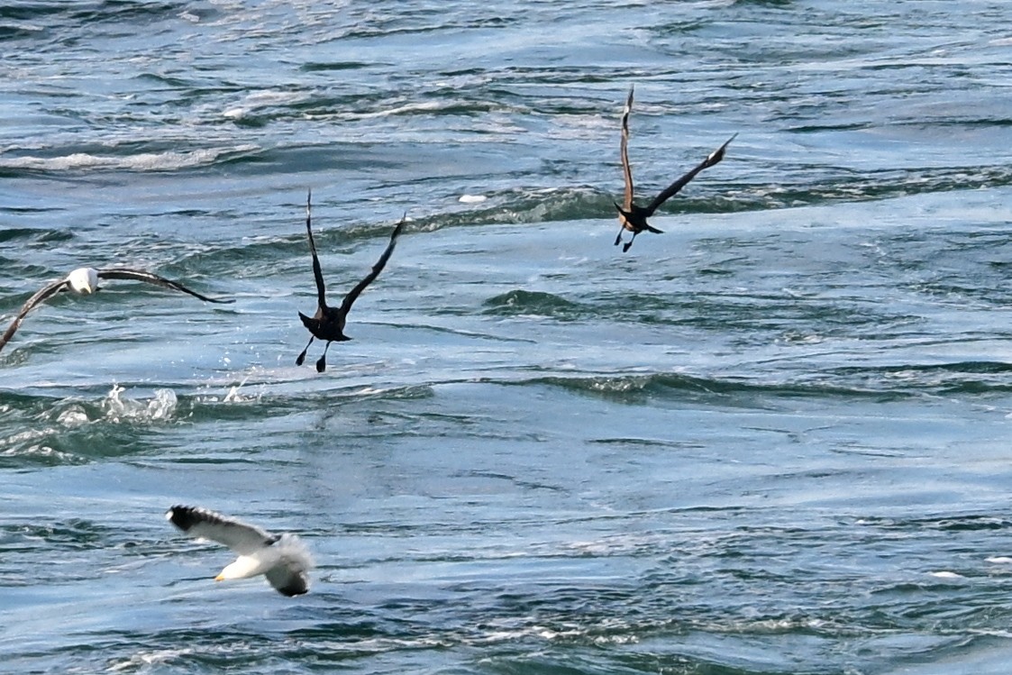 Chilean Skua - ML649268876