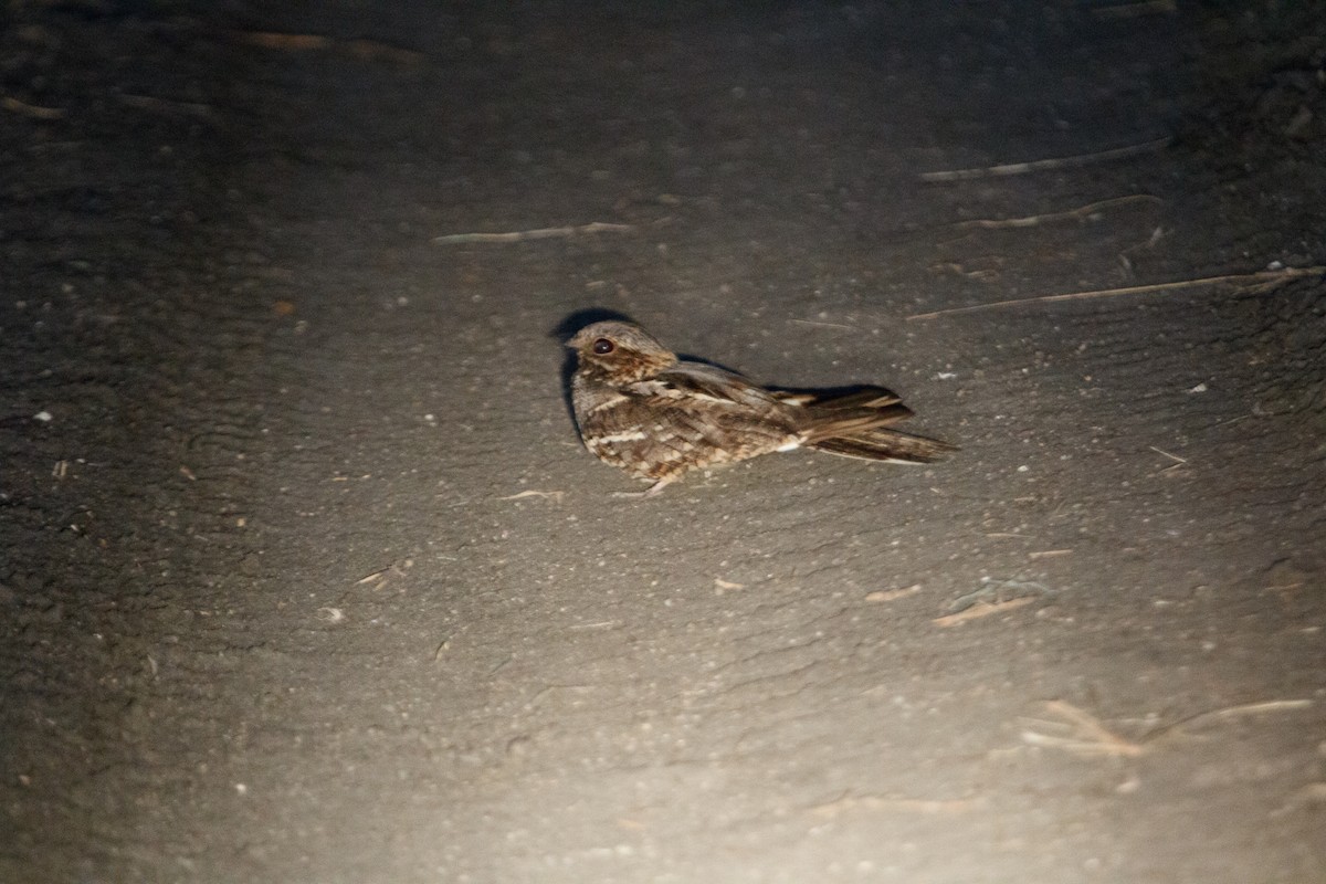 Fiery-necked Nightjar - ML649268888