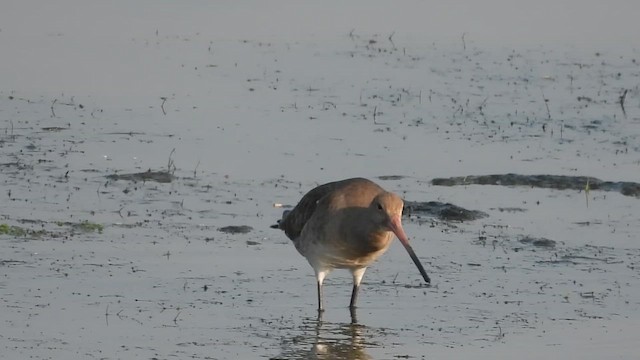 svarthalespove - ML649268912