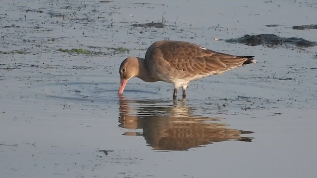 svarthalespove - ML649268926