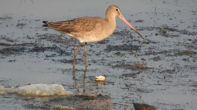 svarthalespove - ML649268934