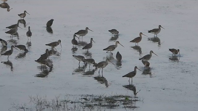 svarthalespove - ML649268950