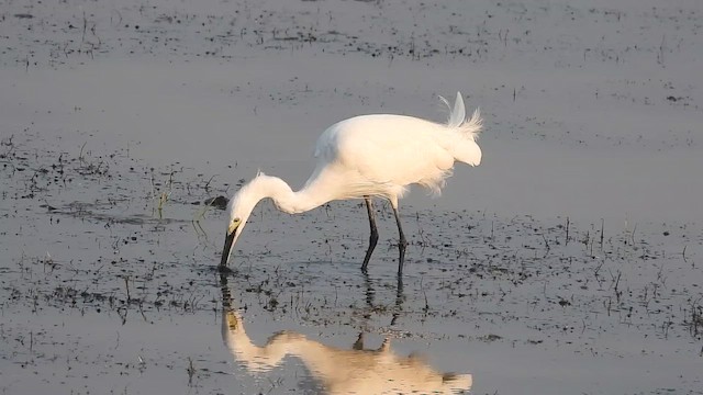 silkehegre - ML649269130