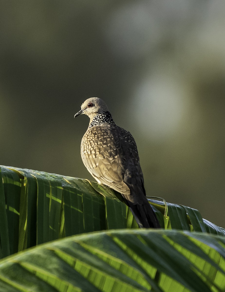 Spotted Dove - ML649269137