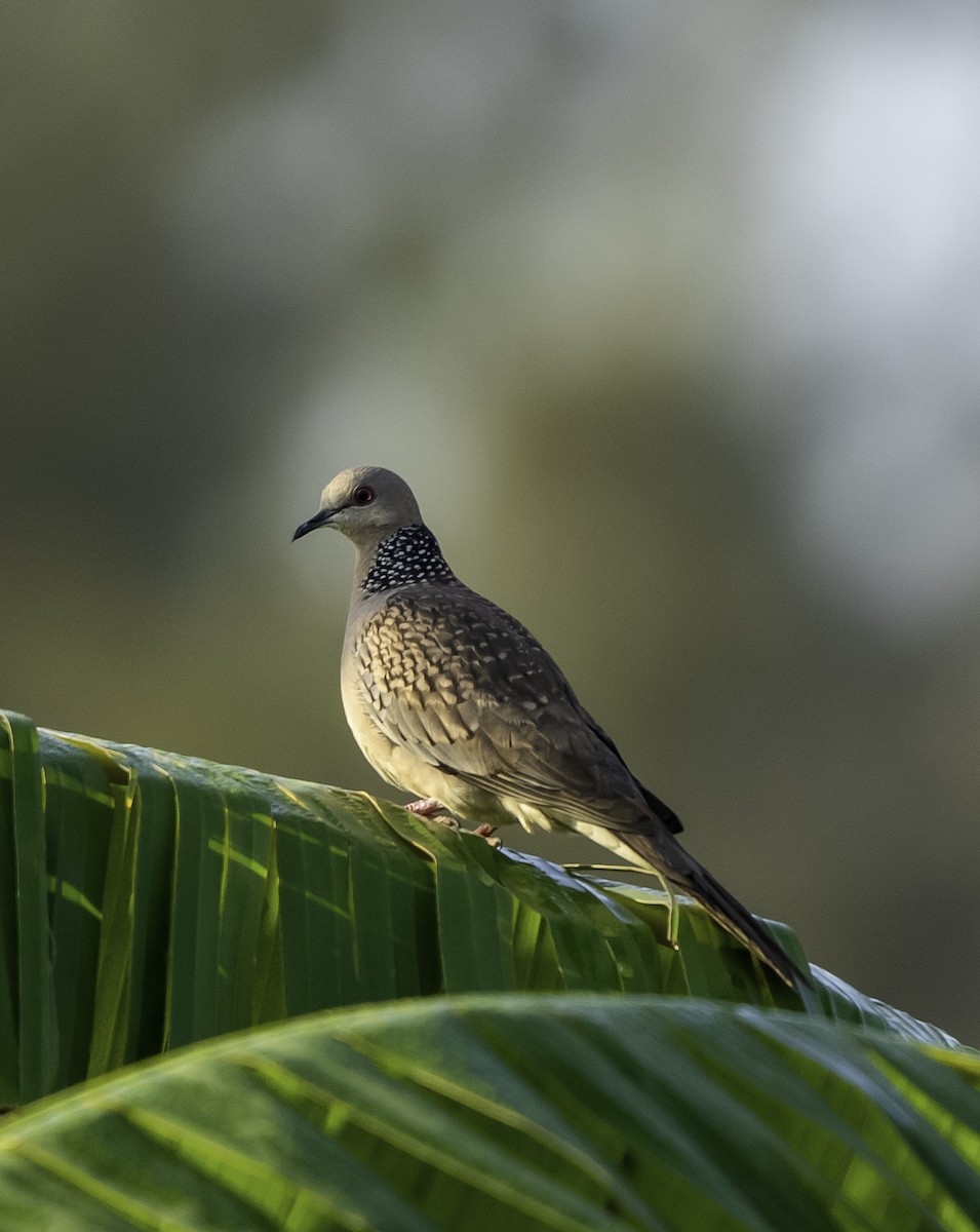 Spotted Dove - ML649269138