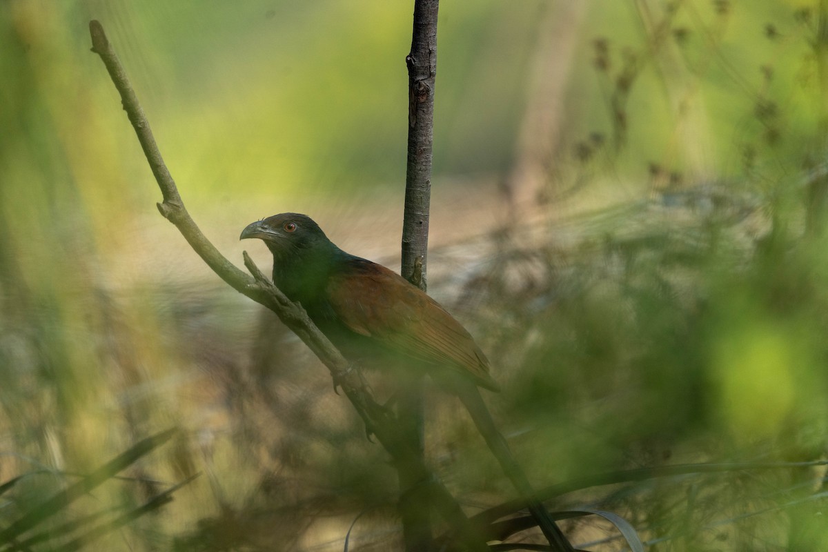 Greater Coucal - ML649269143