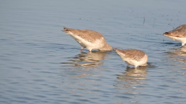 rødstilk - ML649269144