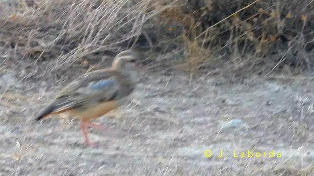 Red-legged Partridge - ML649269527