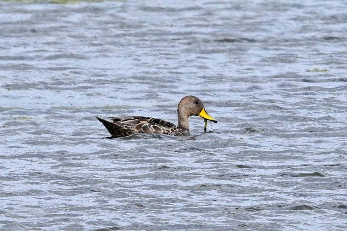 Yellow-billed Pintail - ML649269529