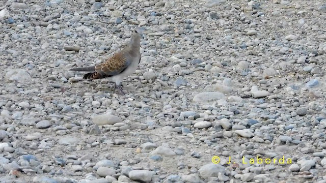European Turtle-Dove - ML649269532