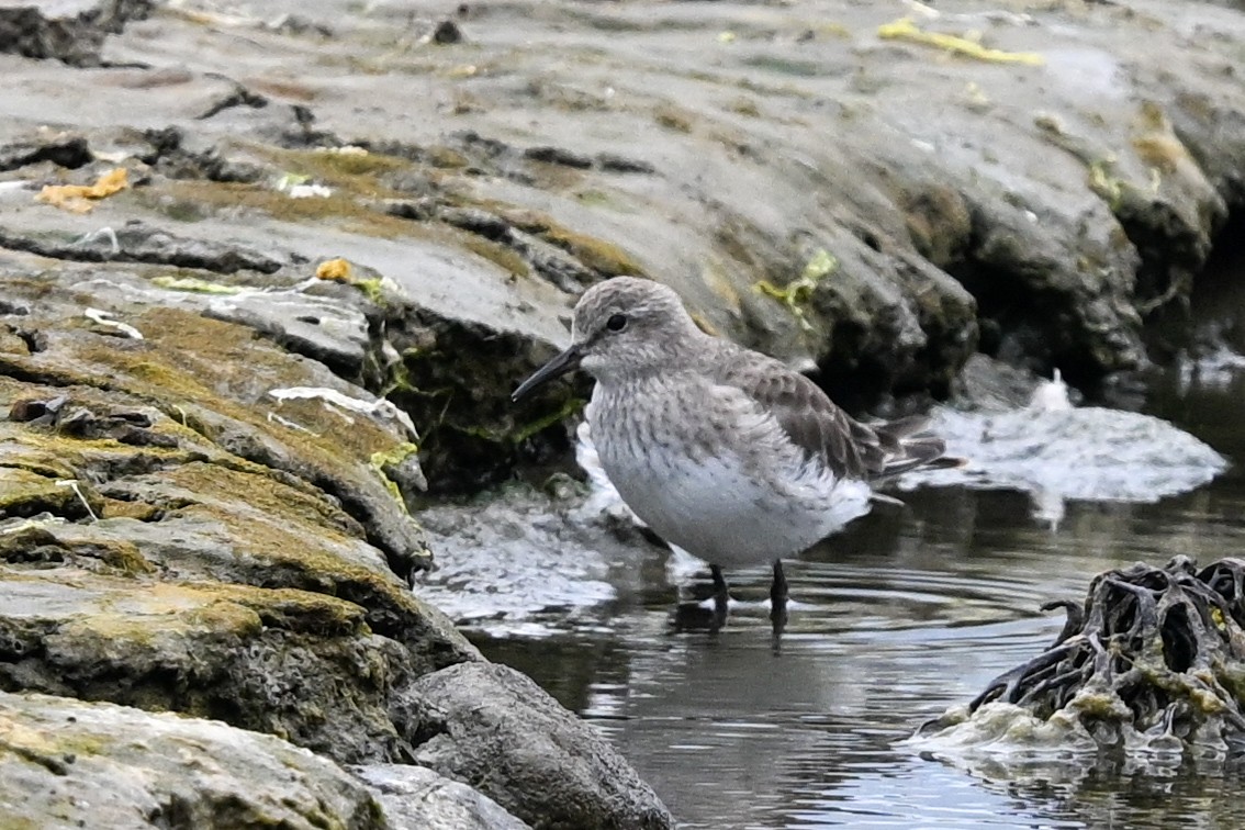 White-rumped Sandpiper - ML649269543