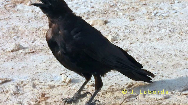 Carrion Crow - ML649269545
