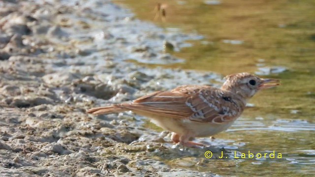 Crested Lark - ML649269553