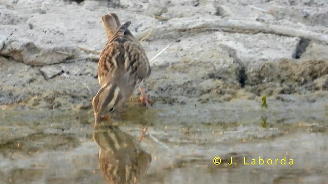 Rock Sparrow - ML649269562