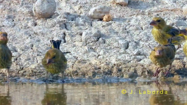 European Greenfinch - ML649269568
