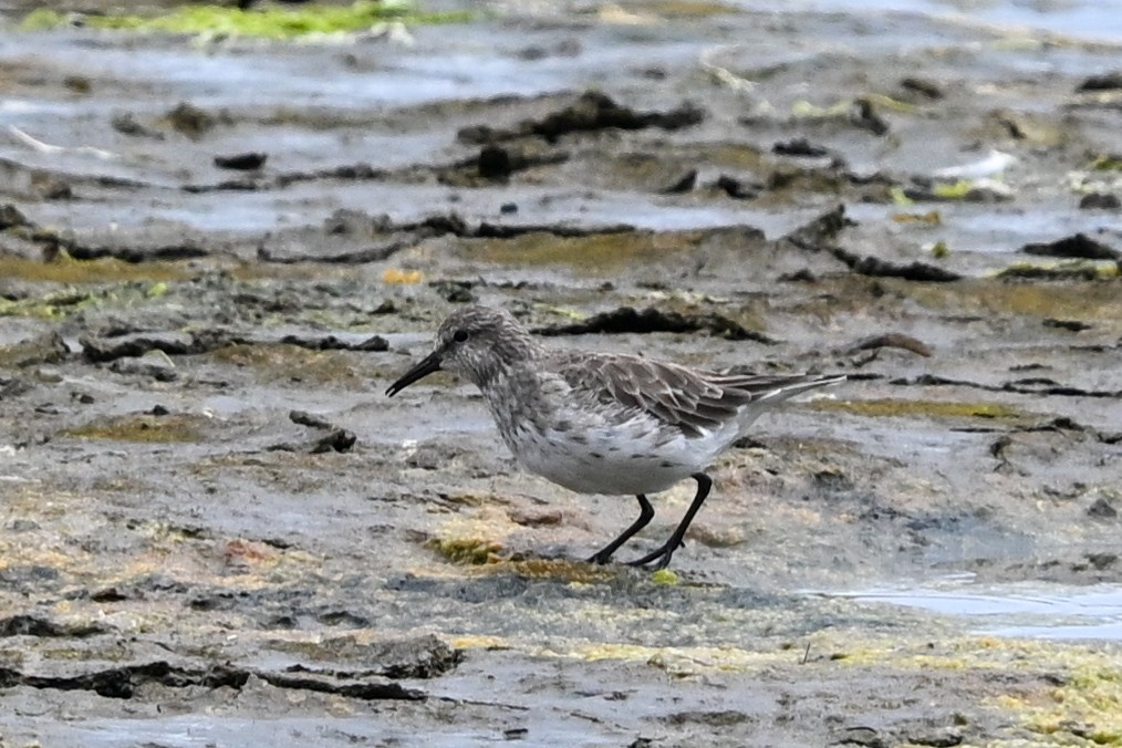 White-rumped Sandpiper - ML649269576