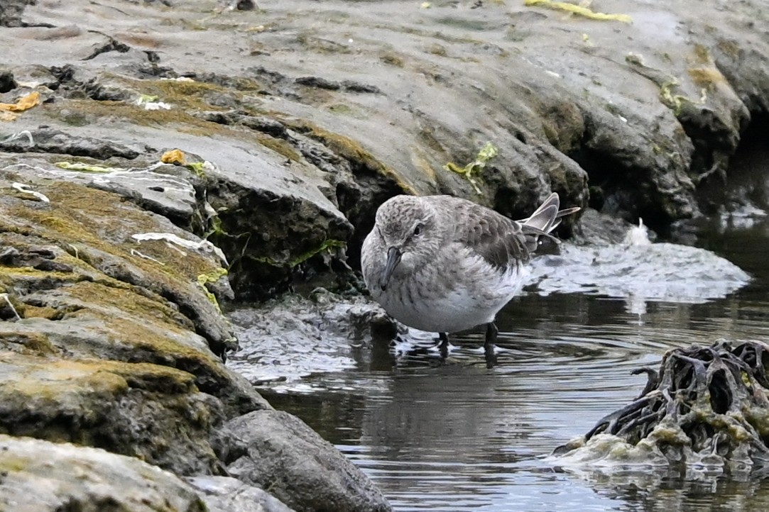 White-rumped Sandpiper - ML649269577