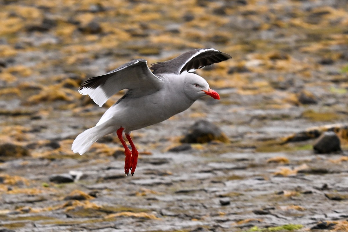 Dolphin Gull - ML649269582