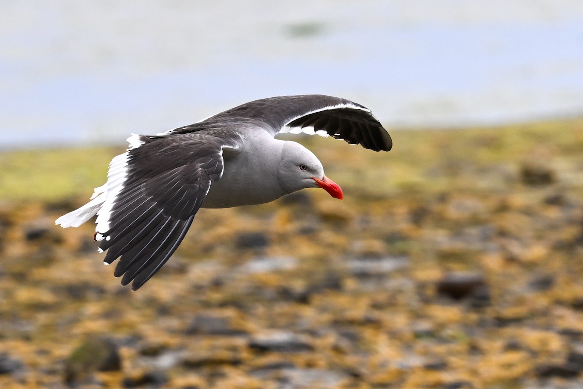 Dolphin Gull - ML649269584