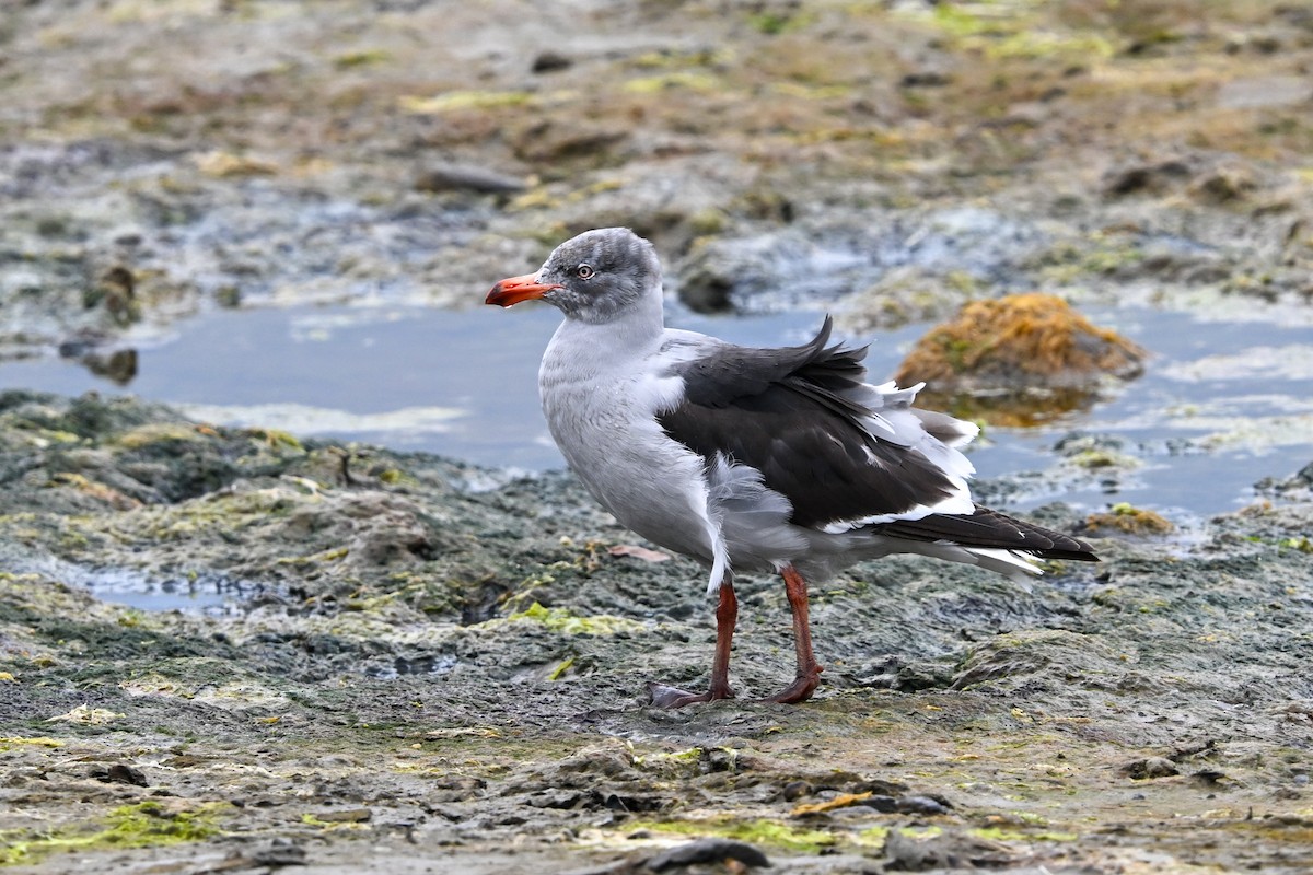 Dolphin Gull - ML649269585