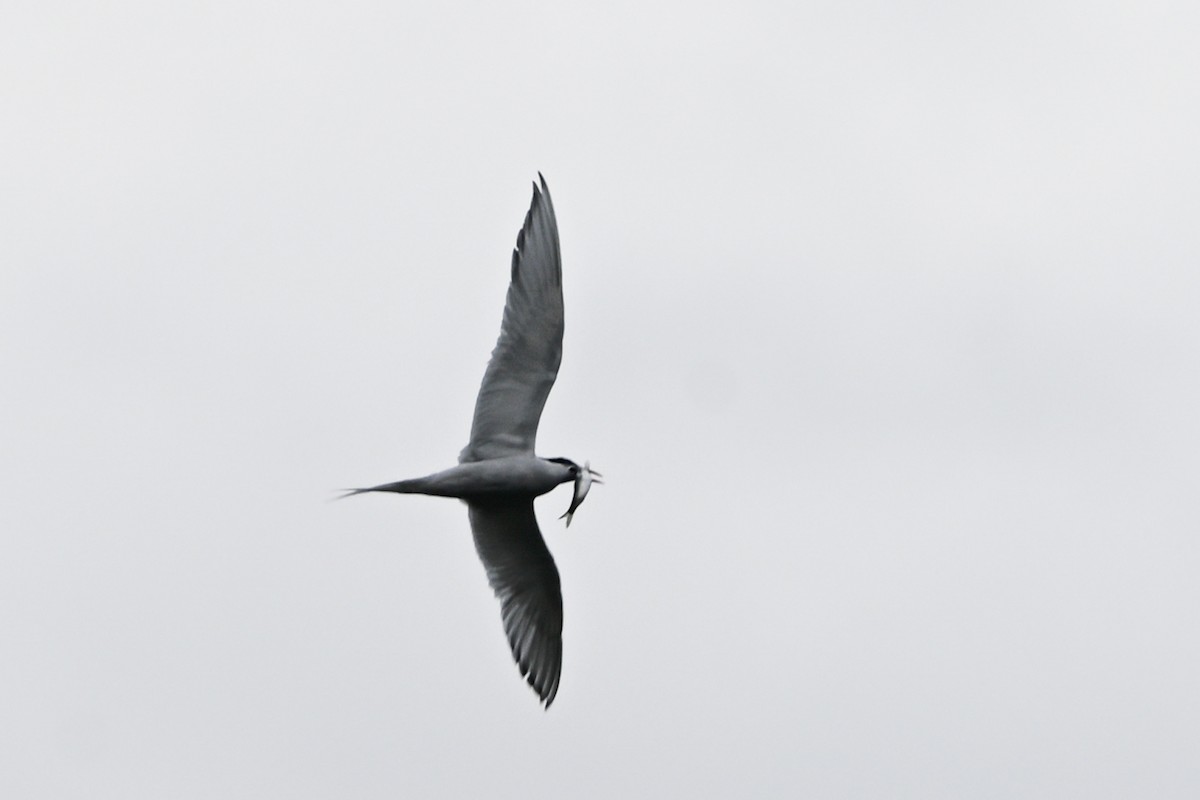 South American Tern - ML649269591