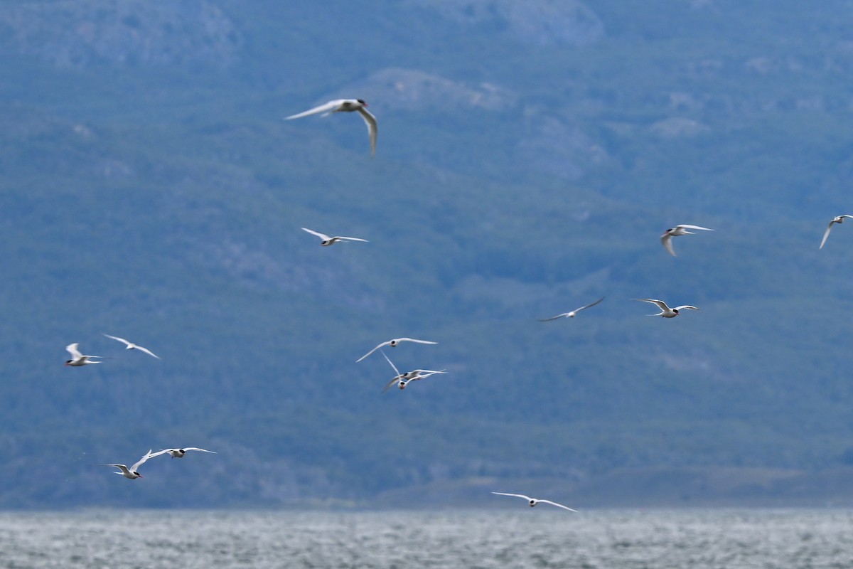 South American Tern - ML649269592