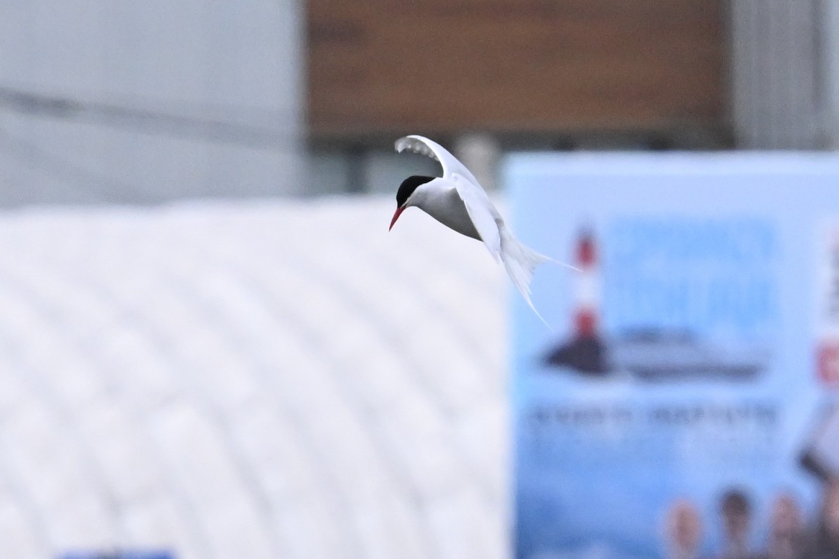 South American Tern - ML649269619