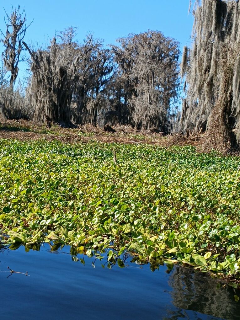 American Bittern - ML649269728