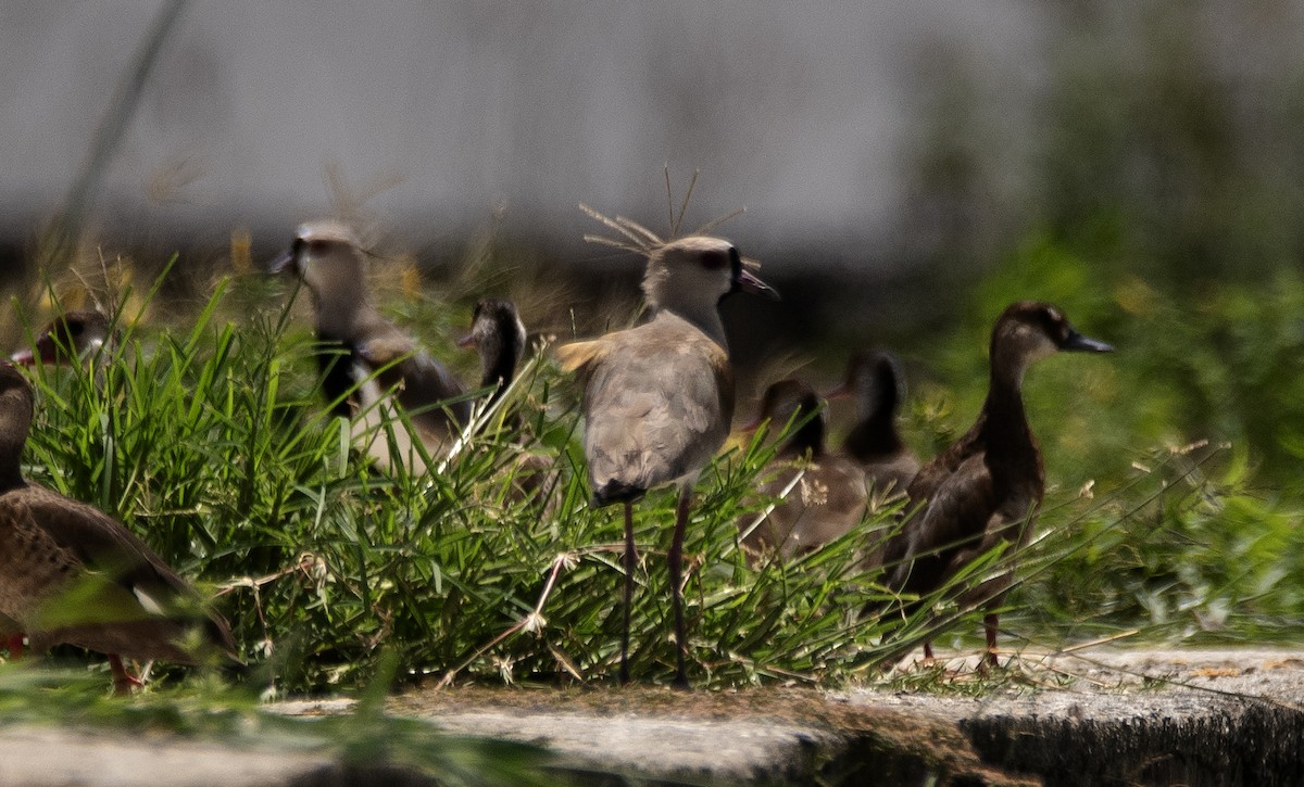 Southern Lapwing - ML649269734