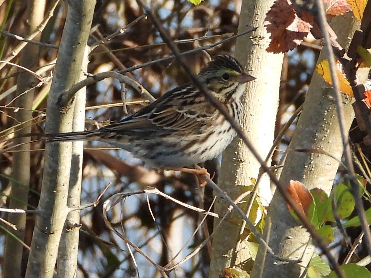 גיבתונית ערבות - ML649269736