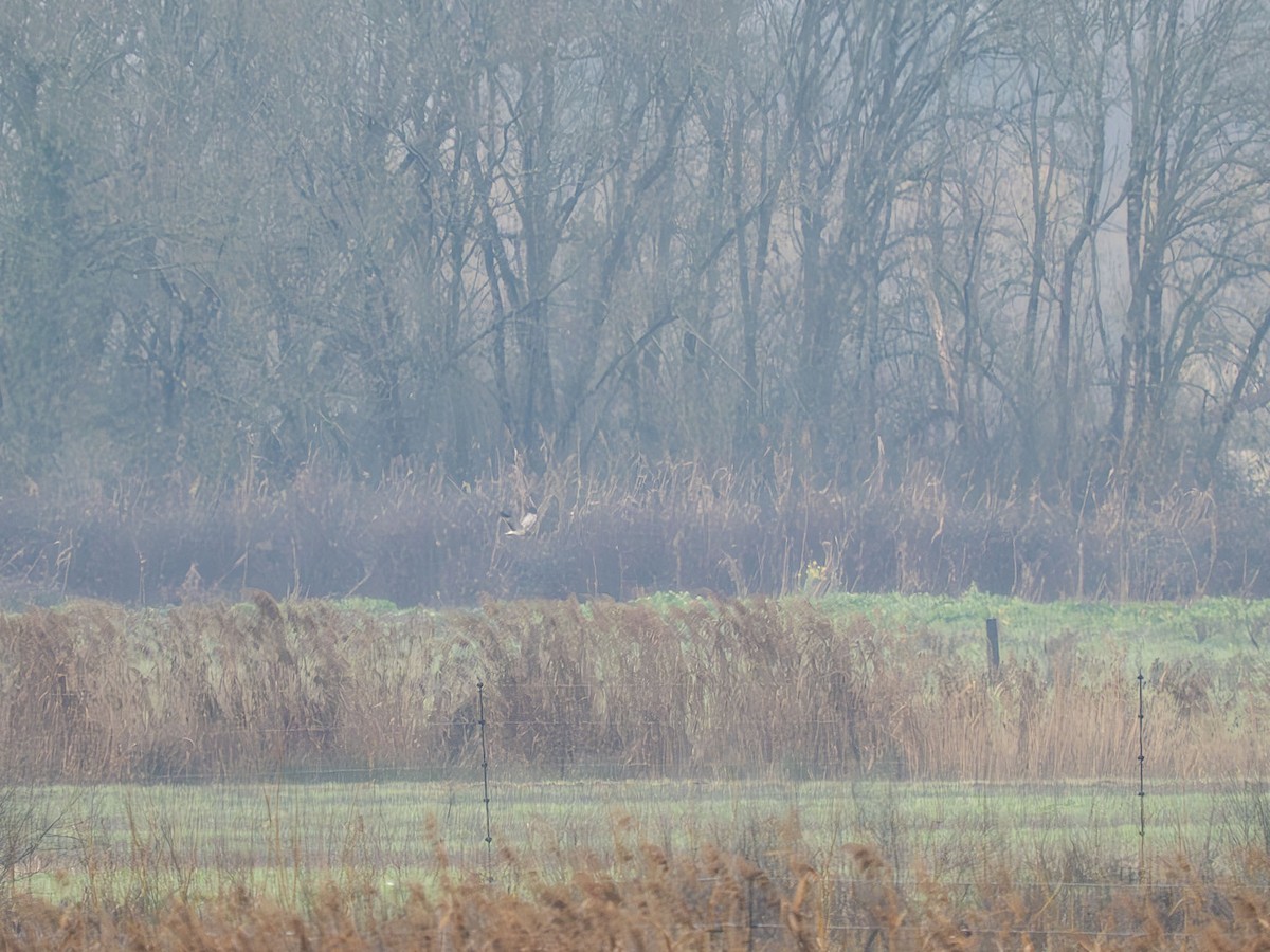 זרון אמריקני - ML649269737