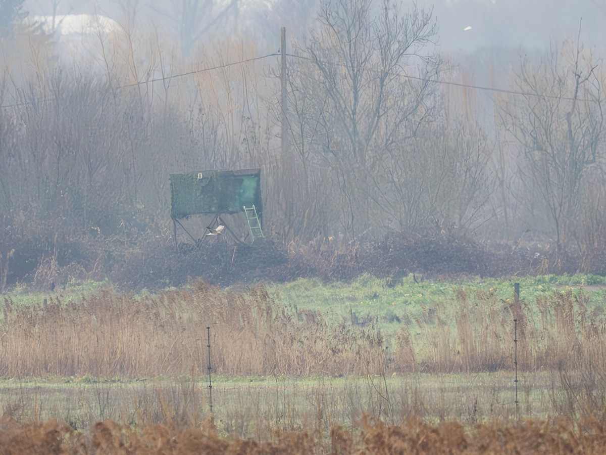זרון אמריקני - ML649269738