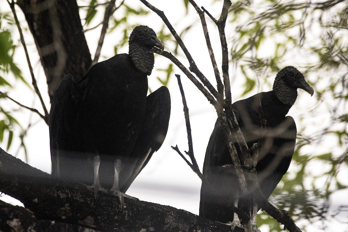 Black Vulture - ML649269739