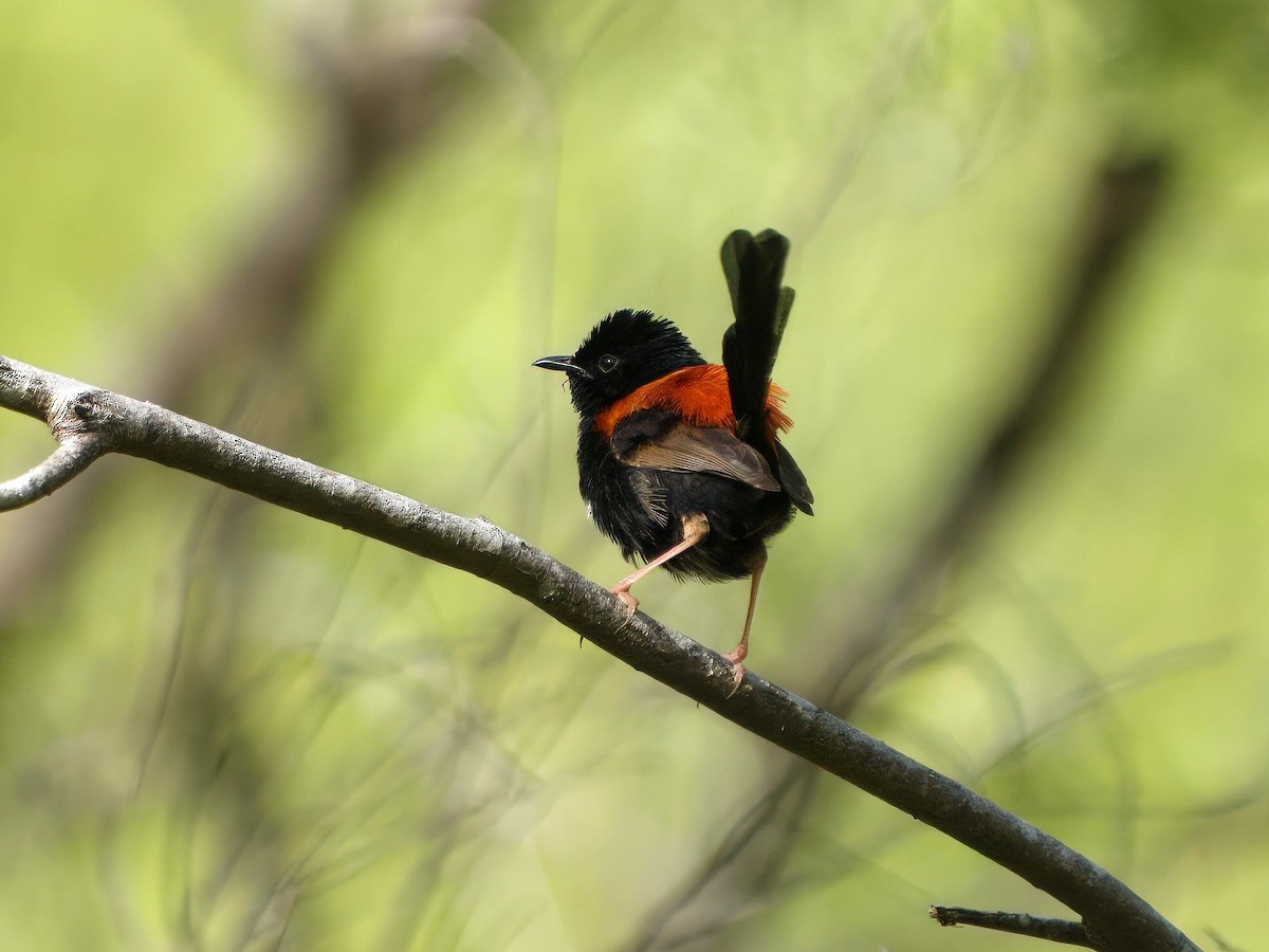 Red-backed Fairywren - ML649269740