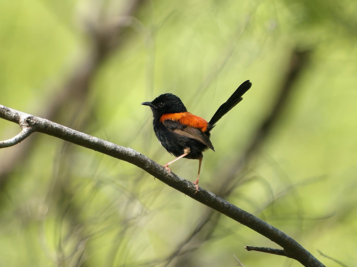 Red-backed Fairywren - ML649269741