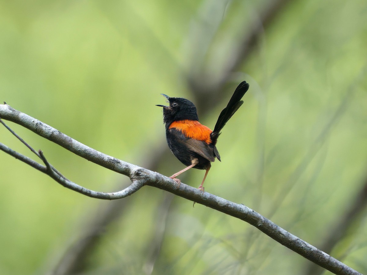 Red-backed Fairywren - ML649269742